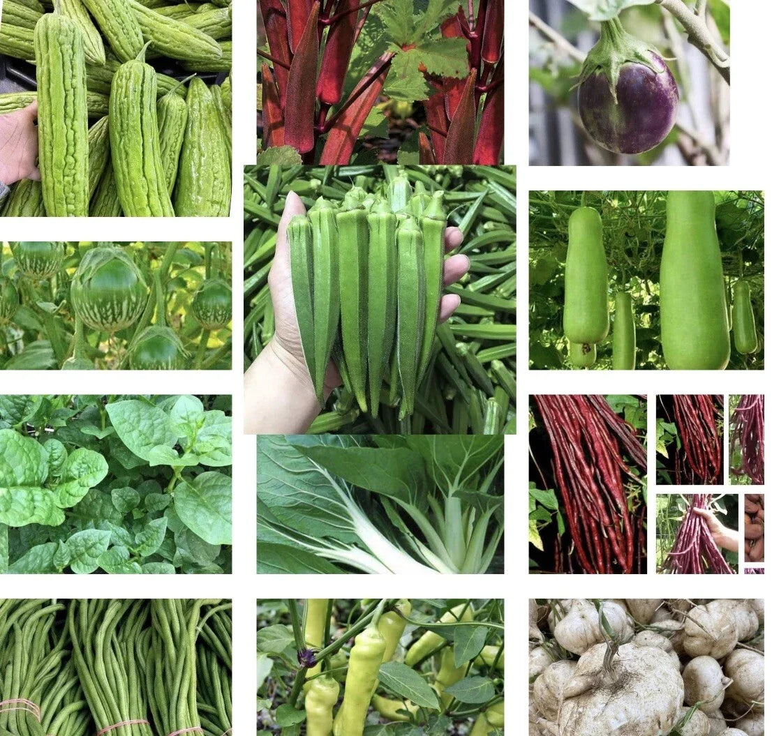 Asian Vegetable Seeds Set of 20 - Non-GMO Organic Gardening Supplies for Home, Balcony & Container Planting