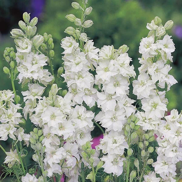 Larkspur Seeds Wedding White - 100 Seeds Delphinium ajacis Annual Flower