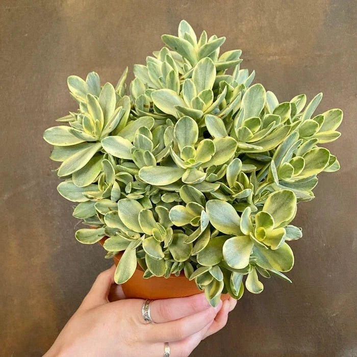 Live Succulent Plant 8in Bare Root Crassula Swaziensis Variegata 'Money Maker' Indoor Outdoor