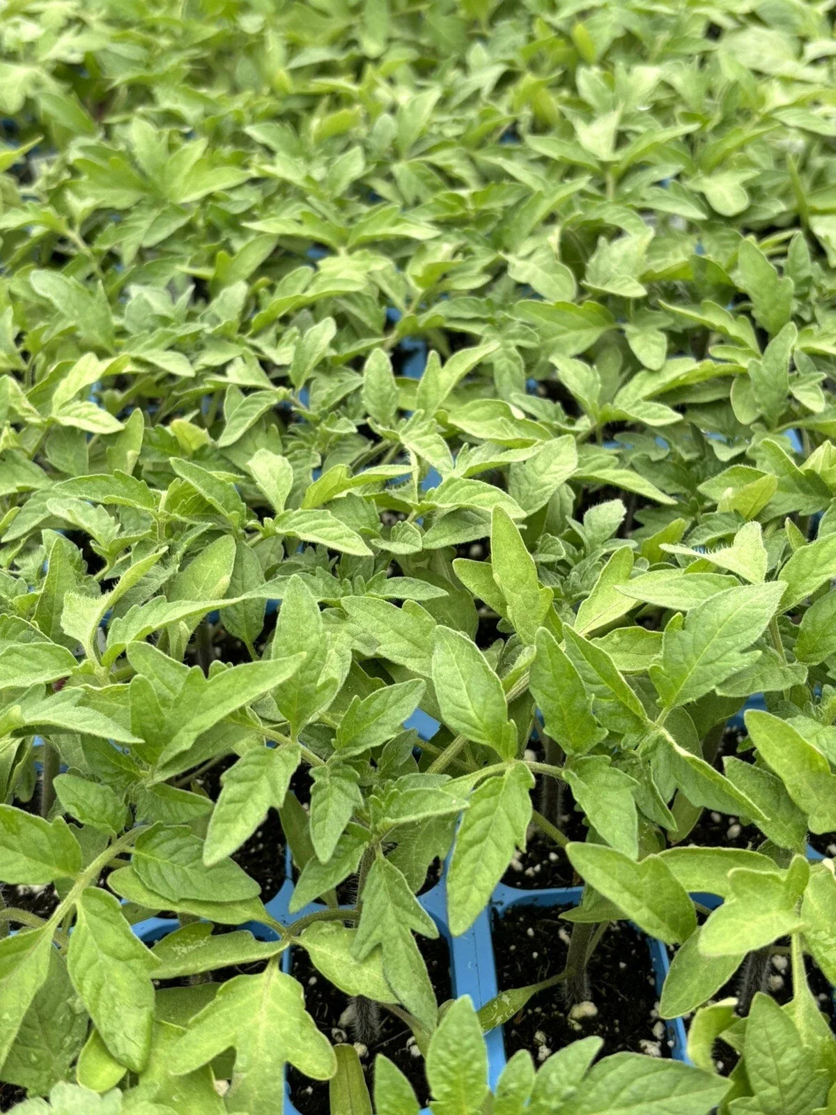 Cherokee Purple Tomato Plants – 6-10 Inch Heirloom Solanum lycopersicum Live Plants, Vegetable Garden Starter Set