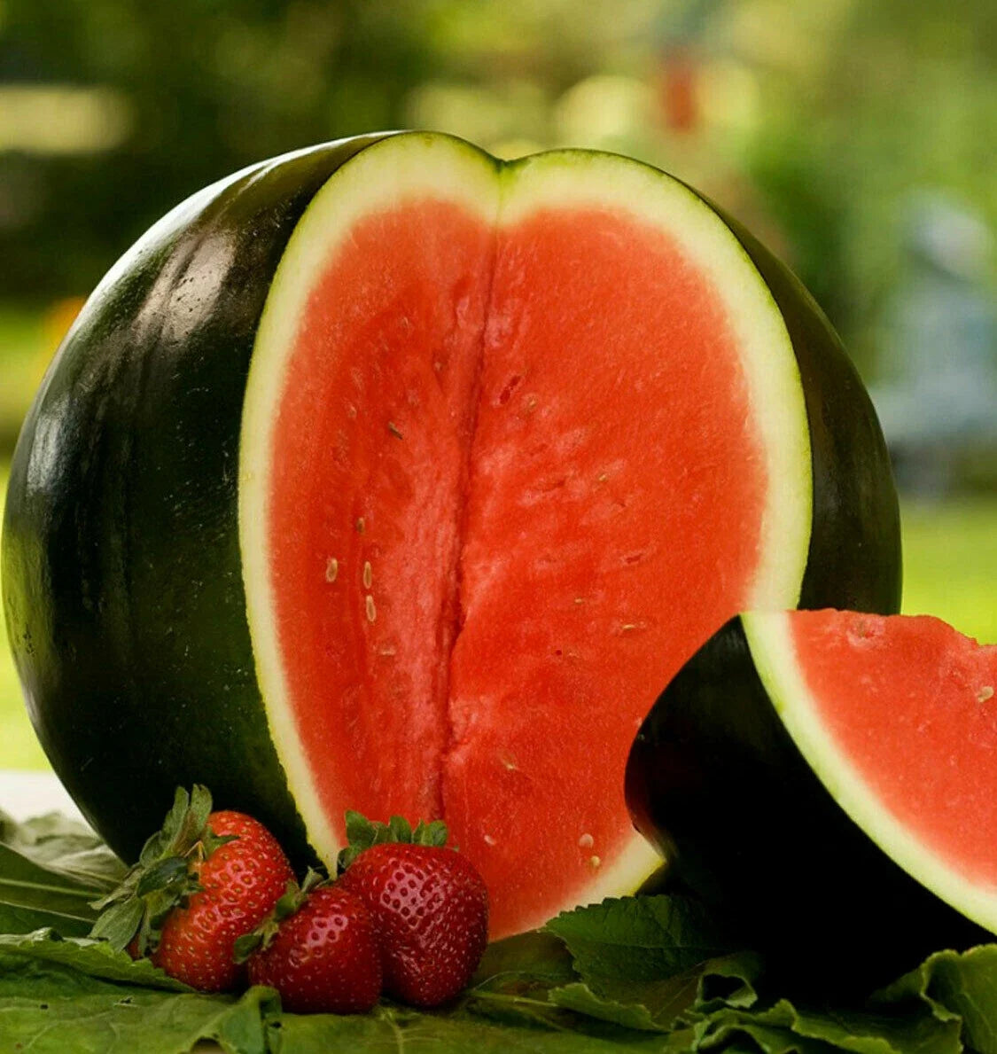 Sugar Baby Watermelon Seeds | Mini Icebox Melon | Personal-Sized Citrullus lanatus for Small Gardens & Containers