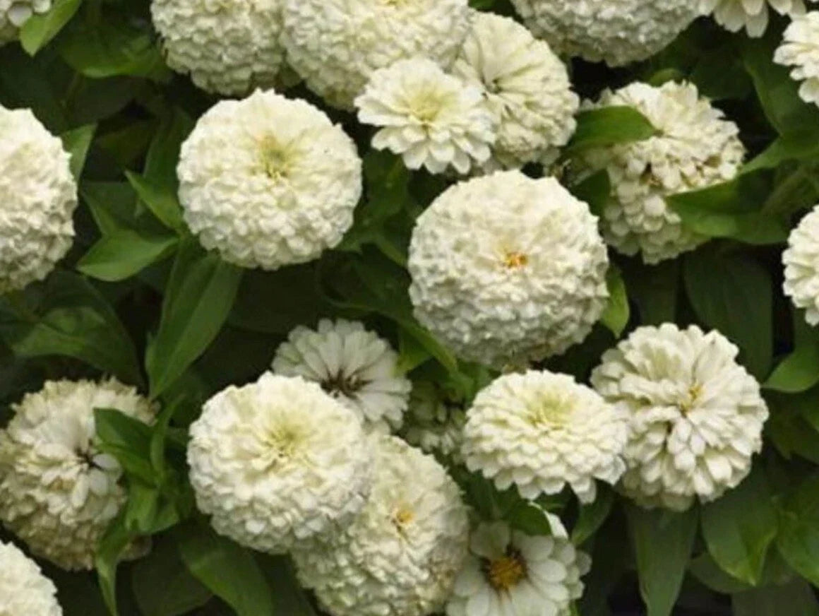 White Zinnia Seeds - 100+ Heirloom Polar Bear Variety - Non-GMO Zinnia elegans for Garden, Cut Flowers, Pollinator Attractant