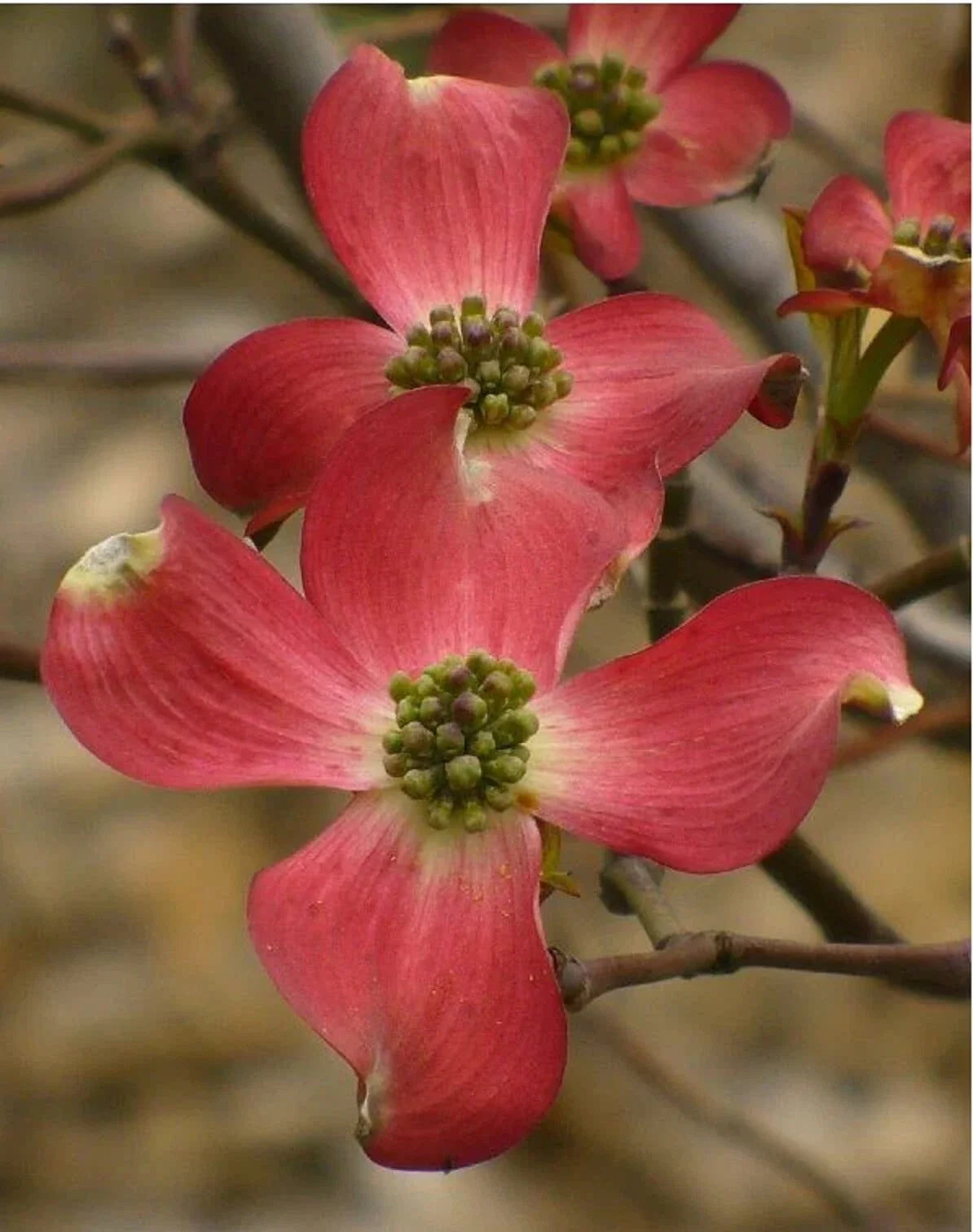 Cornus Florida Red Flowering Dogwood Seeds - Native USA, Deciduous Tree, Vibrant Red Flowers, Garden, Landscaping, 10+ Seeds