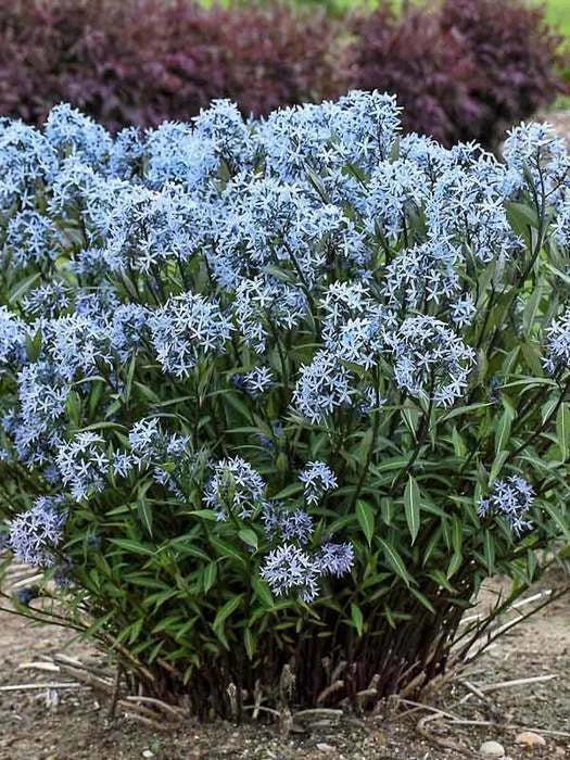 Large Amsonia 'Storm Cloud' Bluestar Perennial Plant in Pot - Amsonia tabernaemontana, Blue Flowers
