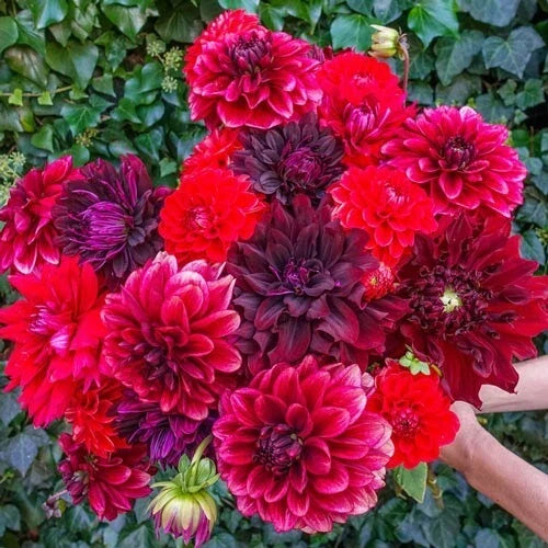 Dahlia Seeds - Stark Raving Red - Perennial Flowering Bulbs - Dahlia pinnata - Vibrant Red Blooms for Garden, Cut Flowers