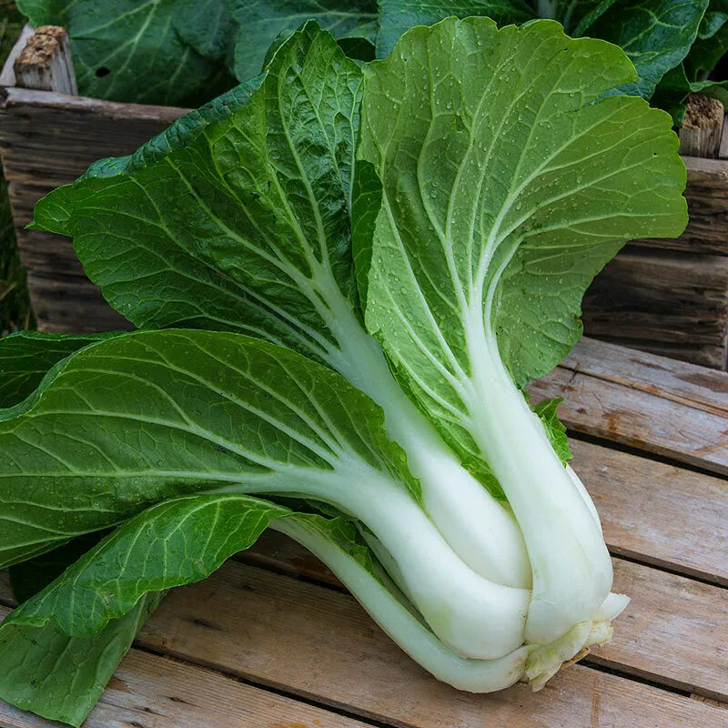 Pak Choi Seeds 800+ Count Non-GMO Chinese Cabbage Bok Choy Seeds USA
