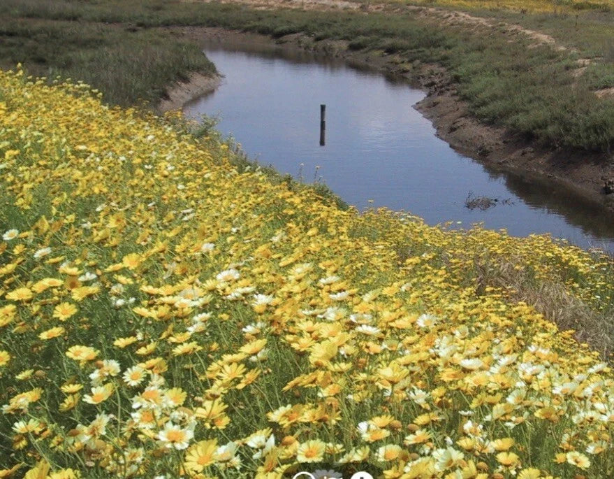 Garland Daisy Flower Seeds Pack of 2000+ | Bright Yellow Blooms | Bellis perennis Annual Seeds for Garden, Borders & Containers