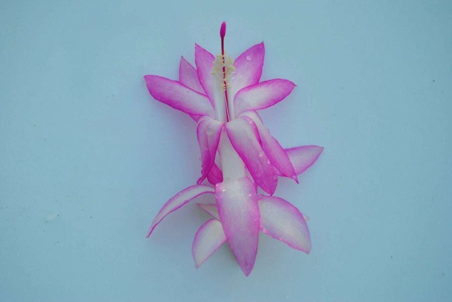 Christmas Cactus Starter Plant - Madame Butterfly Schlumbergera Truncata - Well-Rooted Indoor Plant for Holiday Blooms
