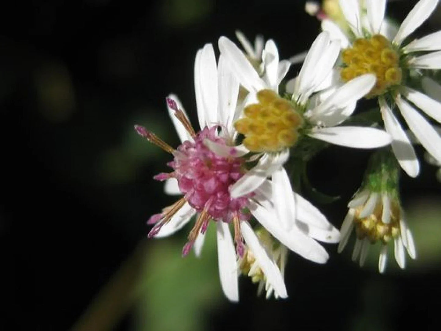 Calico Aster Seeds - 100+ Symphyotrichum lateriflorum Wildflower Seeds