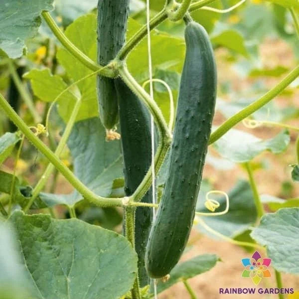 Arola Cucumber Seeds Pack of 25+ | Heirloom Cucumis sativus for Garden, Patio & Container Growing
