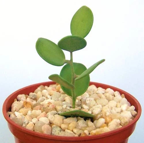 Rare Succulent Vine 4" Xerosicyos danguyi Indoor Greenery, Exotic Silver Dollar Plant, Drought-Tolerant Cactus Vine