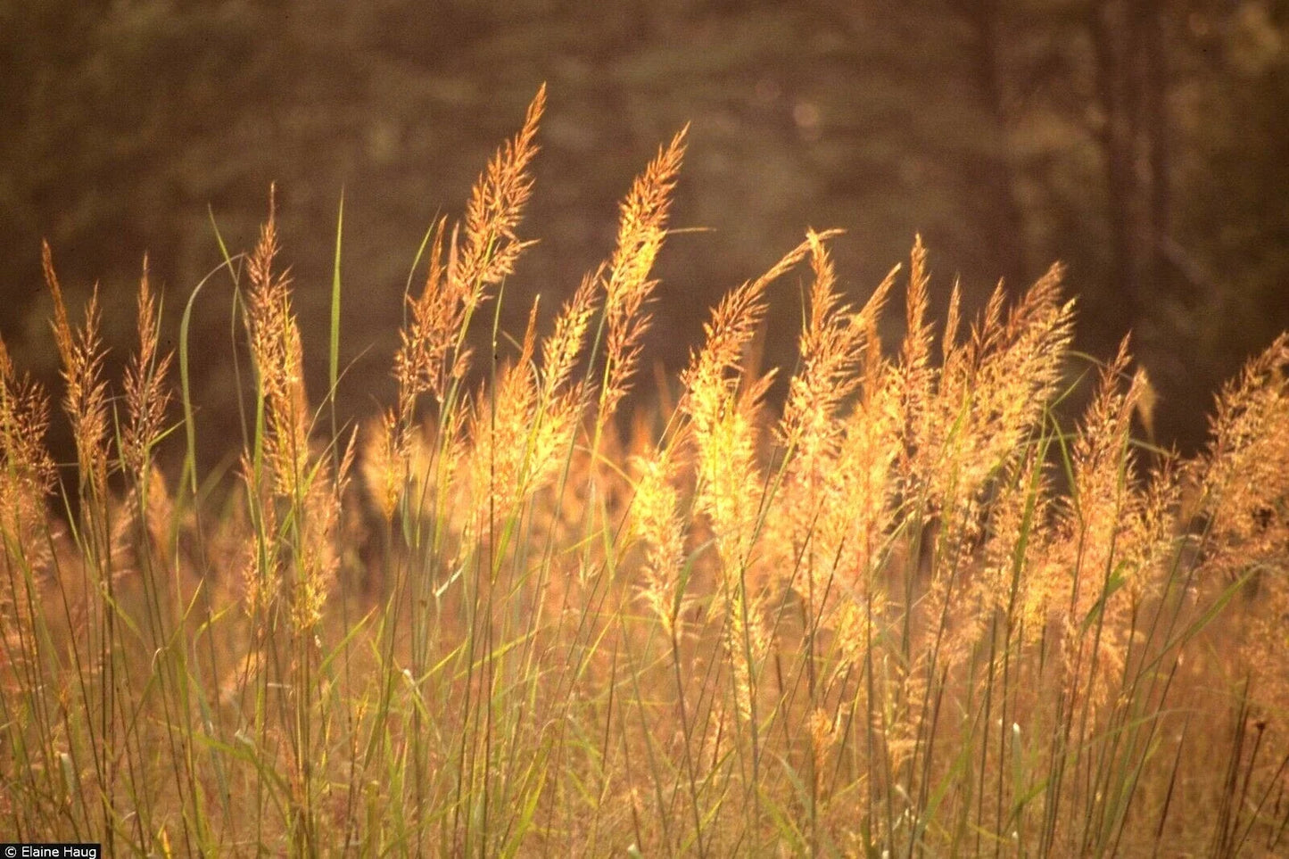 Indian Grass Seeds - 500+ Count Native Prairie Wildflower for Poor Soils, Ornamental, Heat & Cold Tolerant Sorghastrum nutans