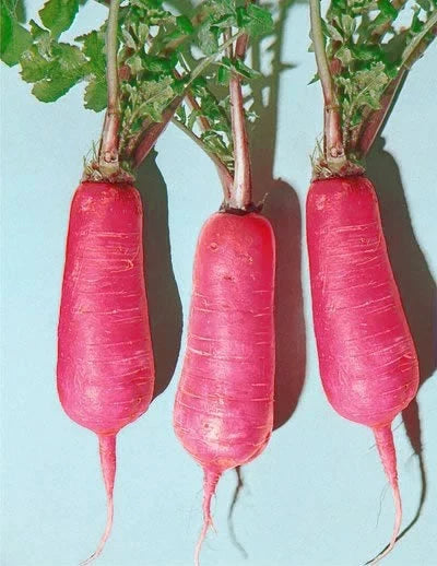 Pink Summercicle Radish Seeds – Non-GMO Vegetable Seeds for Home Gardening, Raphanus sativus, Pack of 200