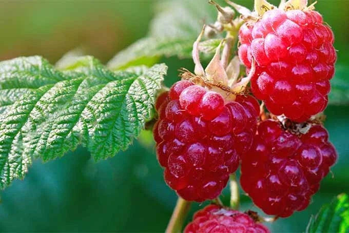 Raspberry Red Seeds - 30 Organic Rubus idaeus Seeds for Home Garden