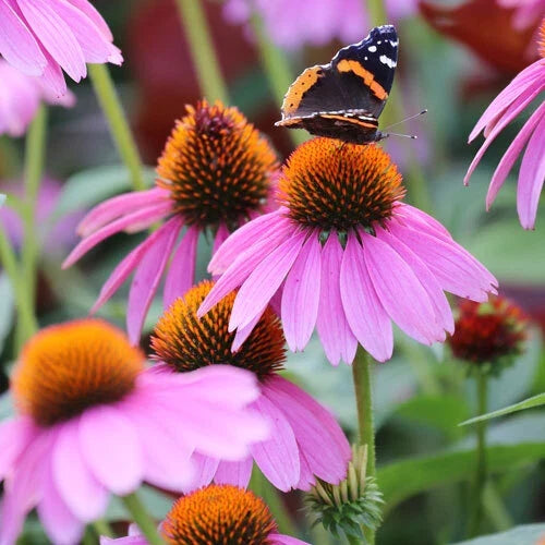 Purple Coneflower Seeds | Non-GMO Echinacea purpurea for Gardens & Pollinators | 200-4,000 Seeds