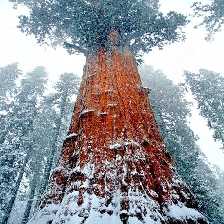California Coast Redwood Seeds - Giant Sequoia Bonsai - Sequoiadendron giganteum