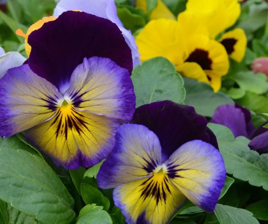 Cool Wave Pansy Seeds - 20 Pack, Vibrant Mix for Gardens & Containers, Viola tricolor var. hortensis