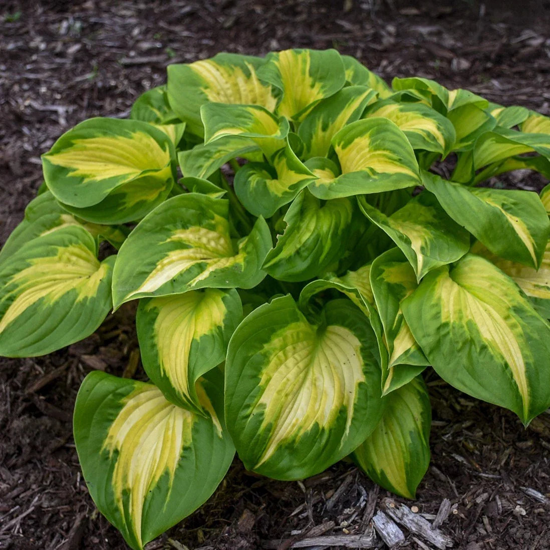 Hosta Etched Glass Plant in 5.25" Pot | Proven Winners Perennial for Shade Gardens