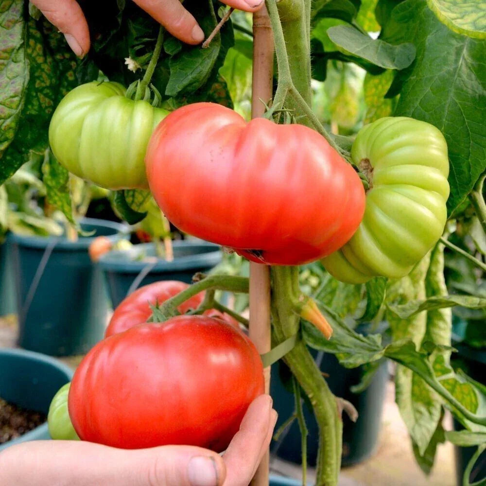Beefsteak Tomato Seeds - 30+ Organic Heirloom Non-GMO Seeds
