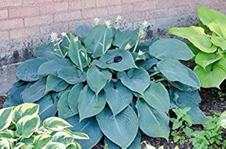 Hosta Plants 3 Bare Root Blue Angel Shade-Loving Perennial Hosta 'Blue Angel'