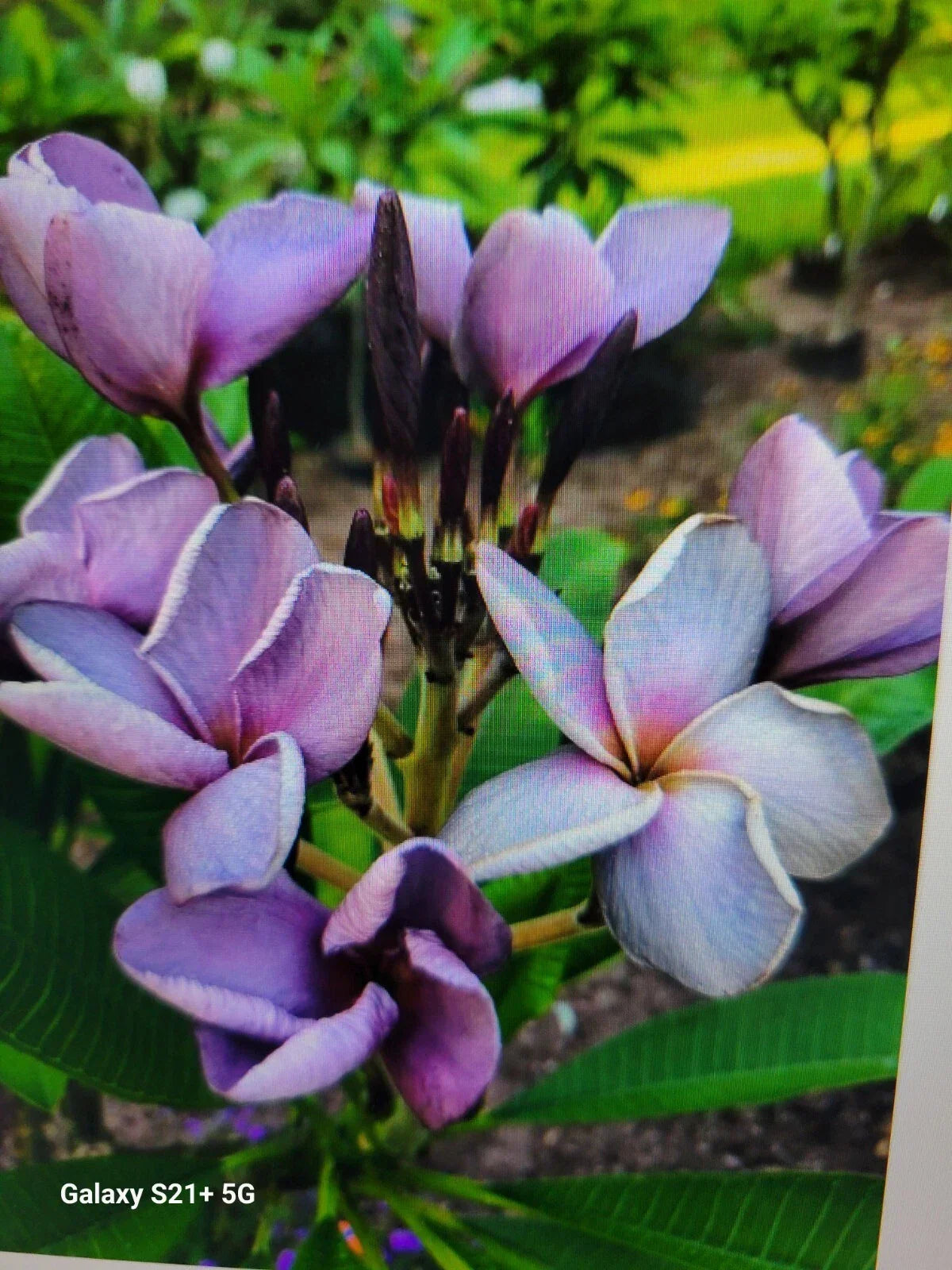 Purple Plumeria Plant in 3-Inch Pot - Live Rooted Frangipani from Seeds