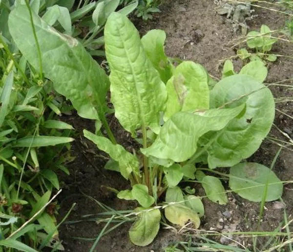 Large Leaf Sorrel Seeds 1500 Count Non-GMO Heirloom Organic Gardening Rumex acetosa
