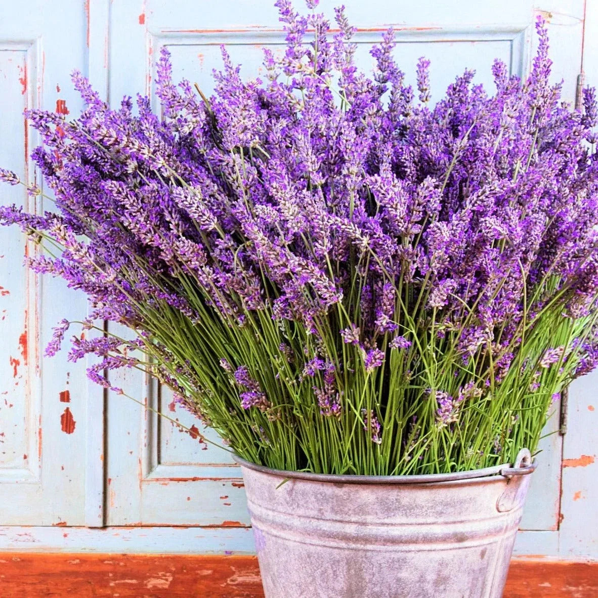 Vera Lavender Seeds - Perennial Purple Flower - Lavandula angustifolia for Garden, Border, Container Planting