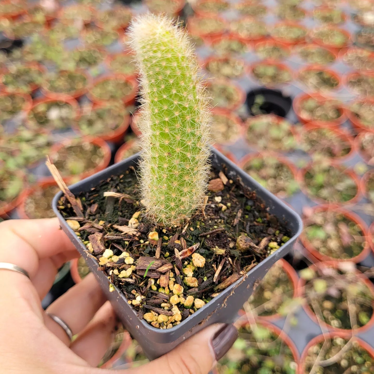 Monkey Tail Cactus Plant 4 Inch Hildewintera colademononis Succulent with Textured Green Foliage