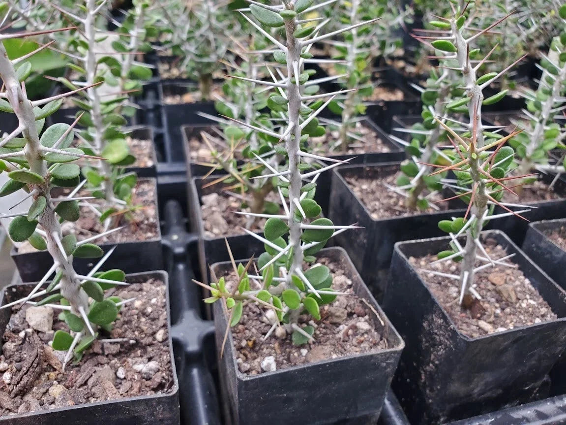 Alluaudia comosa Rooted Succulent Plant - Madagascar Exotic Drought-Tolerant Houseplant