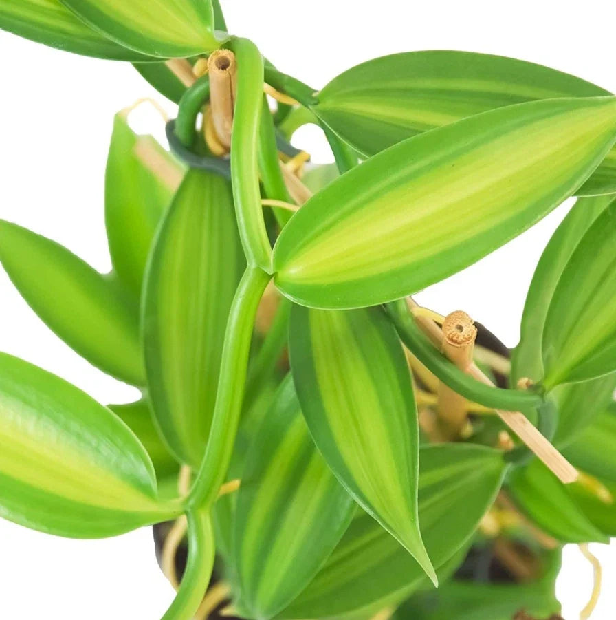 Live Variegated Vanilla Vine Plant 3-5" Rooted Vanilla planifolia Indoor Climbing Vine Rare Variegated Leaves