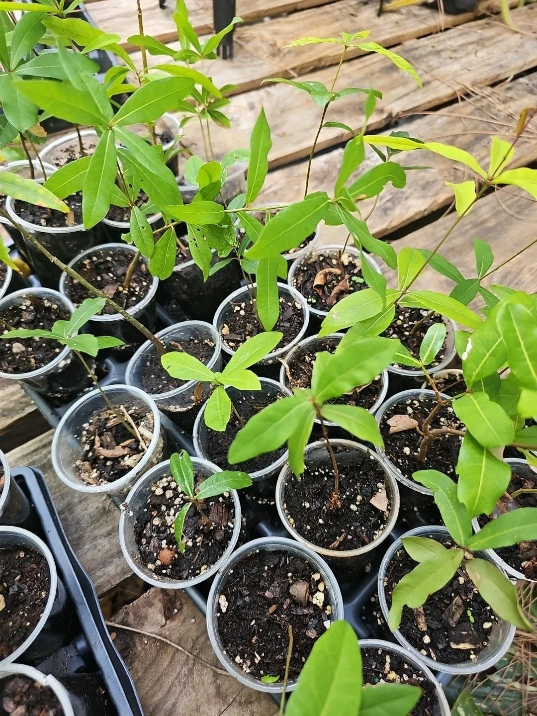 Rooted Live Oak Tree - 6-10 Inches Quercus Virginiana Florida Evergreen Landscape Plant