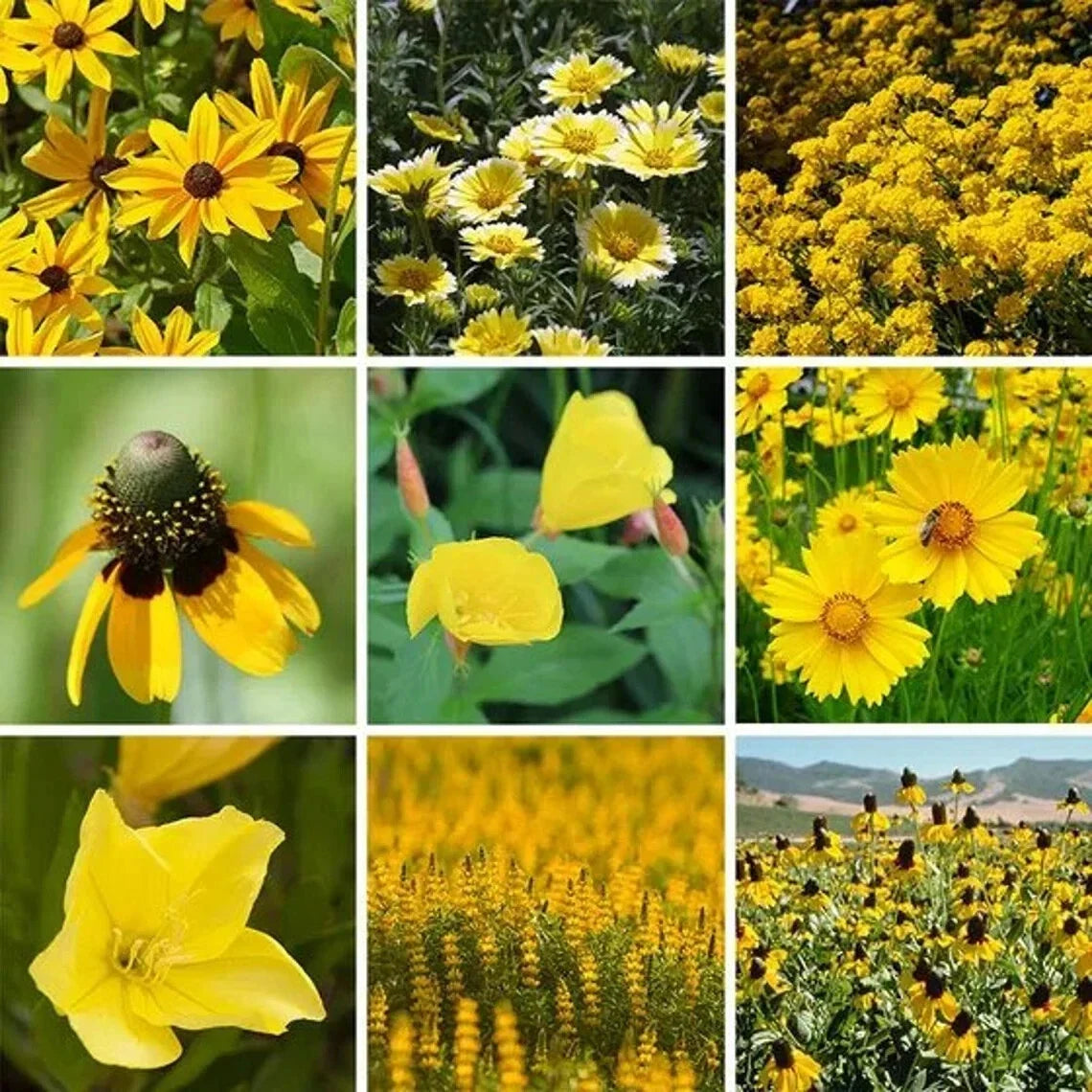 Yellow Wildflower Seed Mix – Organic Native Seeds for Pollinators & Gardens – 200 Count, Wildflower Blend for Meadows & Landscaping