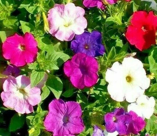 Petunia Seeds 2000+ Dwarf Mix - Annual Flower Garden for Bees