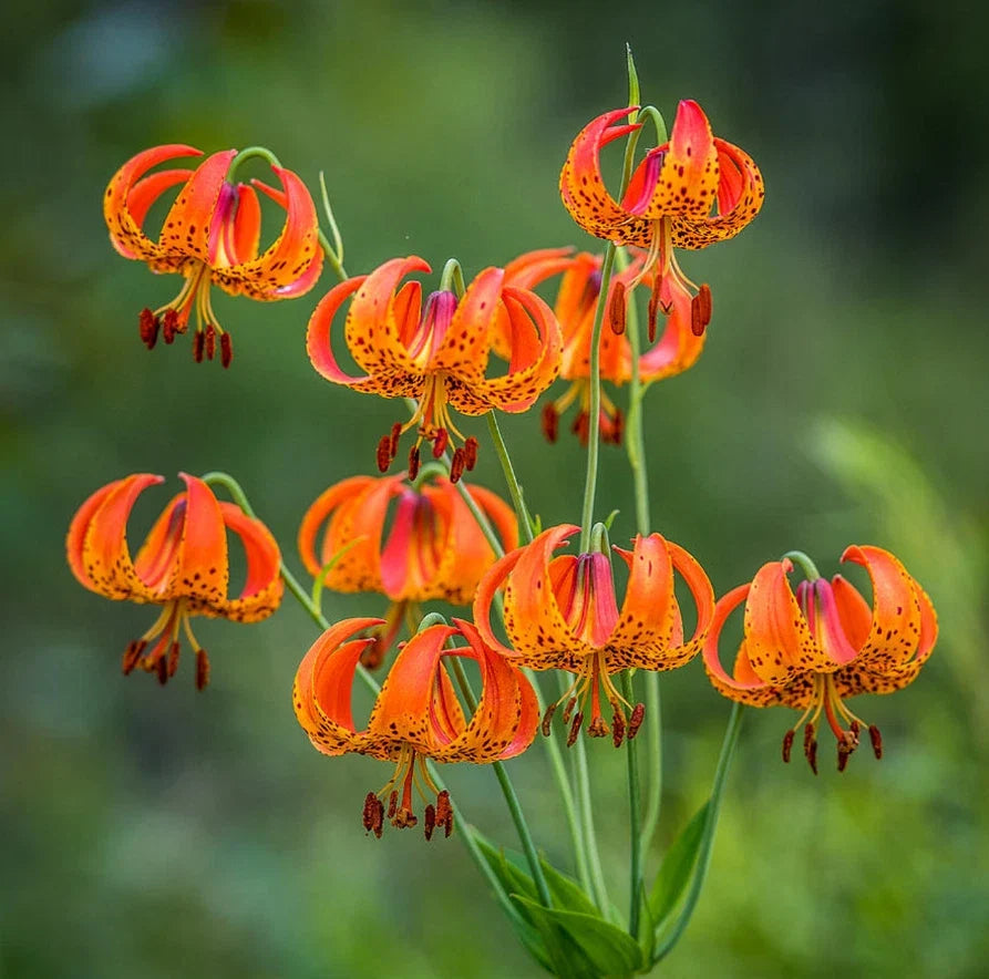 Turk's Cap Lily Bulbs 5 Count - Lilium superbum - Perennial Flowering Plants for Garden, Container, Full Sun