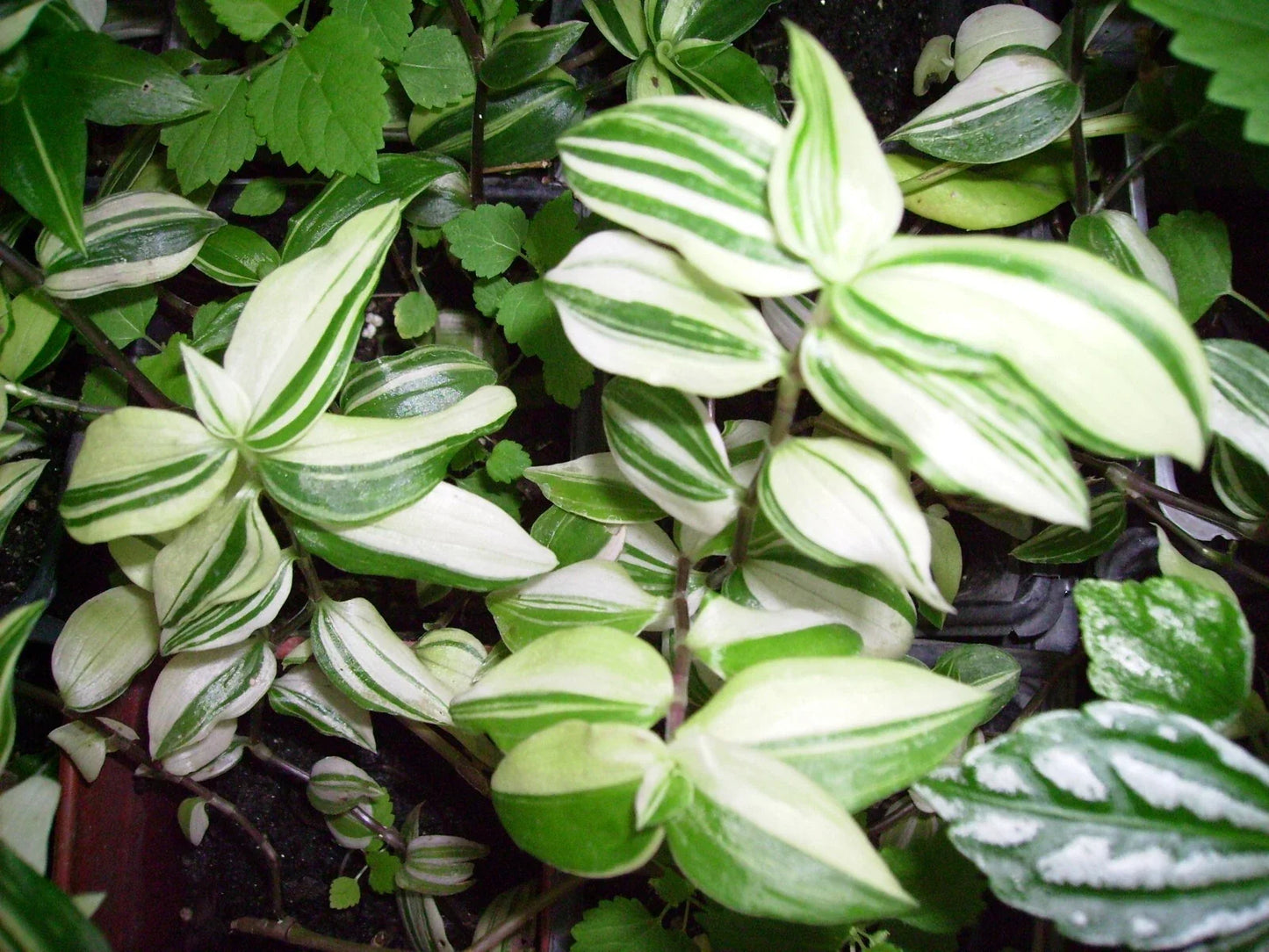Variegated Wandering Jew Plant Starter - Tradescantia zebrina Green & White Trailing Indoor Plant in 4-Inch Pot