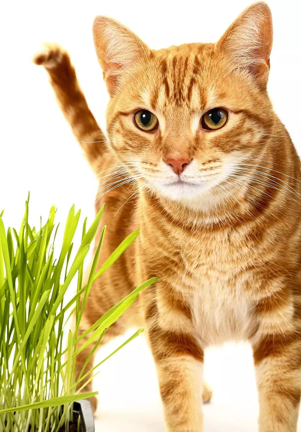 Catgrass Seeds for Sprouting - Hard Red Winter Wheat - Non-GMO, High Germination, 4 oz Triticum aestivum