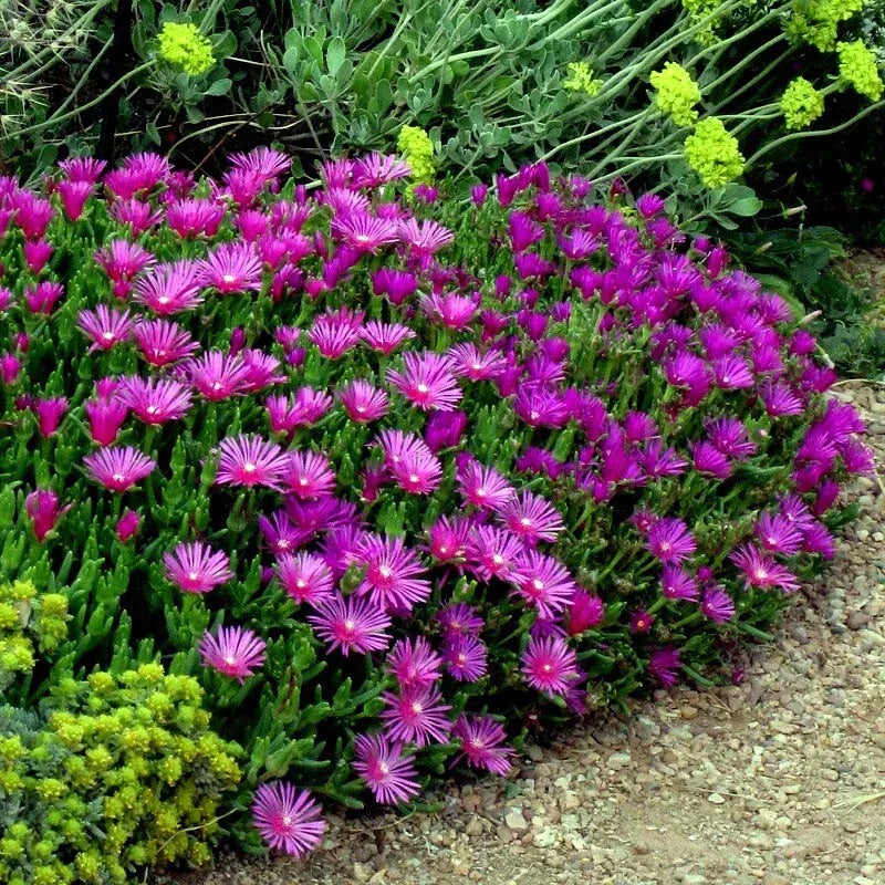 20 Ice Plant Seeds - Delosperma Cooperi - Hardy Drought Resistant Ground Cover