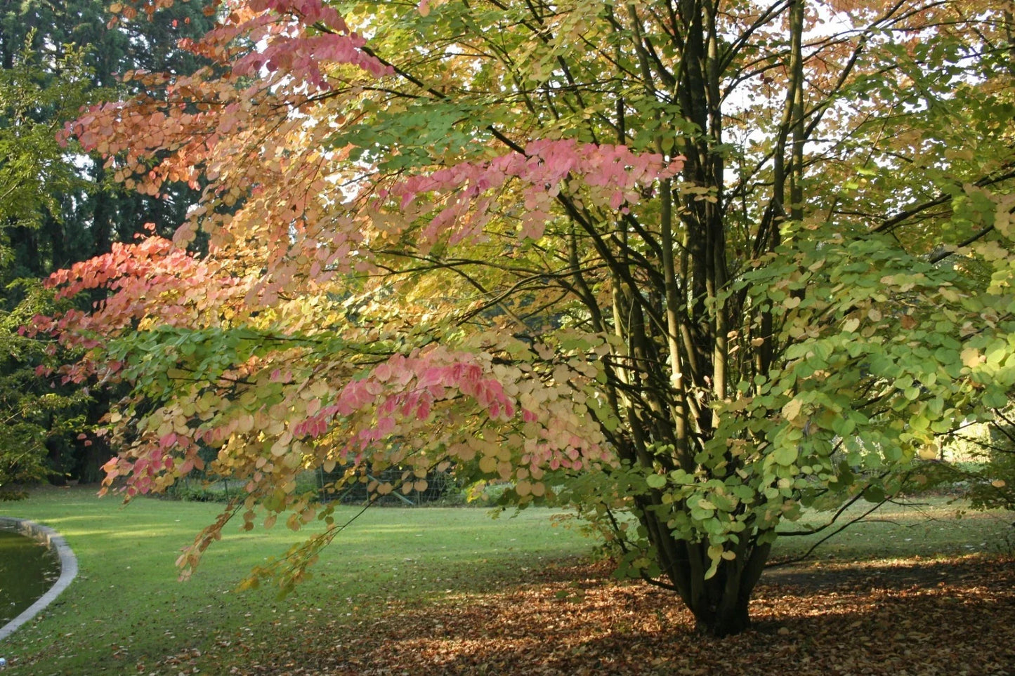 Japanese Katsura Seeds - Cercidiphyllum japonicum - Deciduous Tree for Garden, Landscape, 50 Pack
