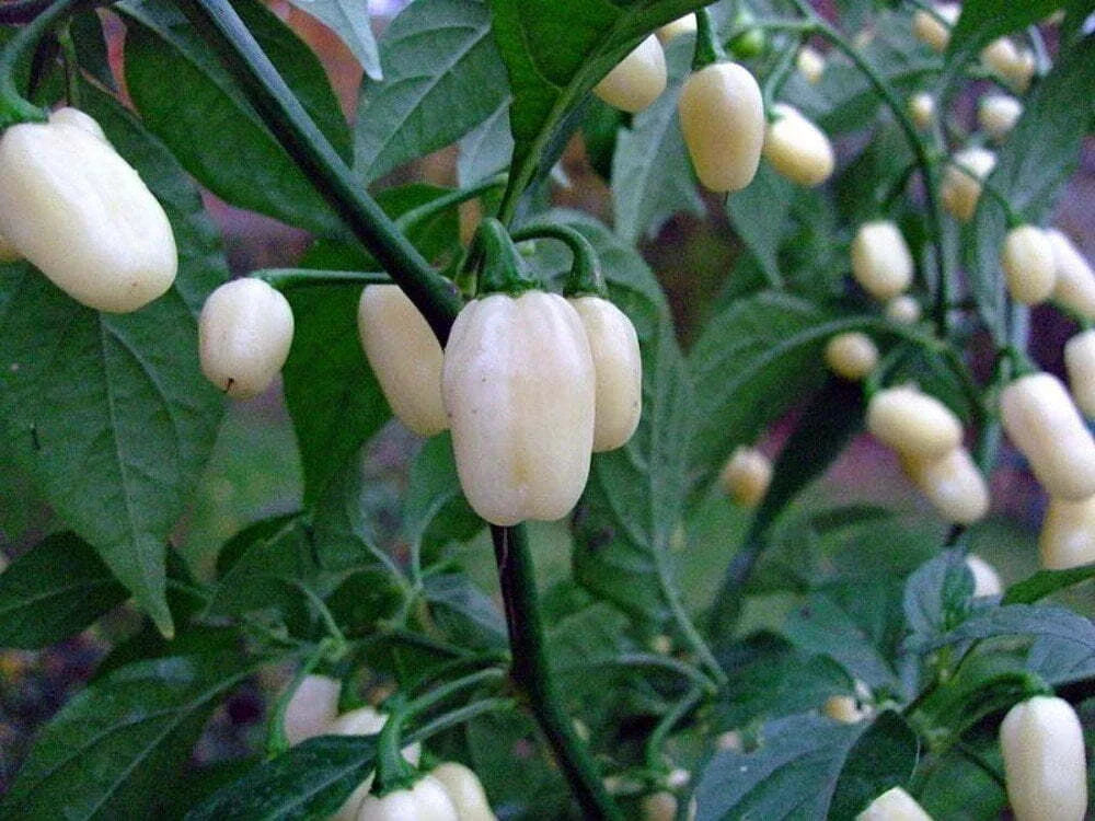 White Hot Habanero Pepper Seeds - 30+ Non-GMO Capsicum Chinense - Heirloom, USA Grown