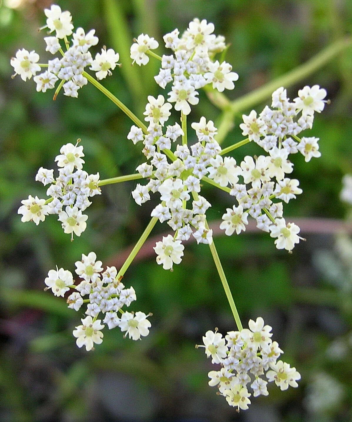 Caraway Seeds Pack | Organic Herb Seeds for Culinary Use | Carum carvi | Vegetable Herb Seeds for Gardening