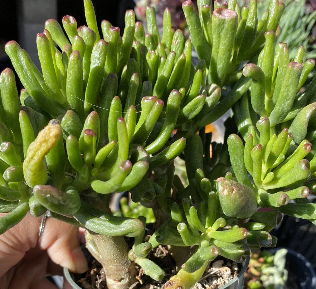 Ogre Ears Shrek ET Jade Plant Cuttings - 3 Dwarf Green Succulent Crassula ovata 'Gollum'