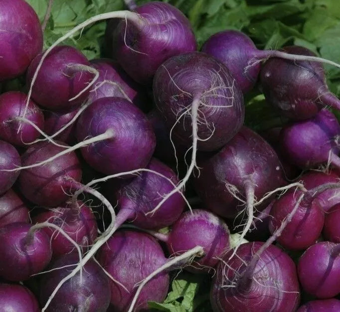 Purple Plum Radish Seeds - 200+ Count - Raphanus sativus Vegetable Seeds