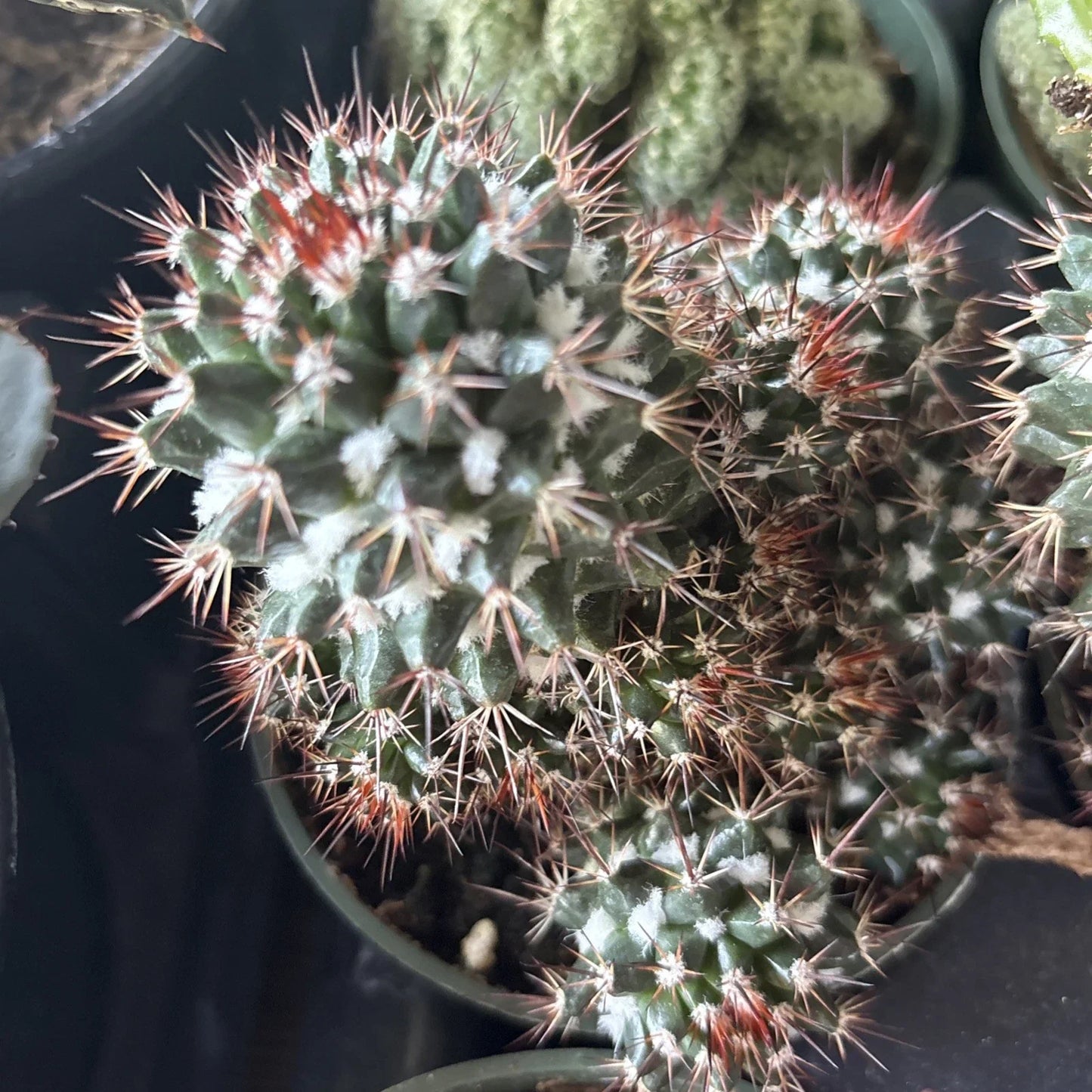 Mammillaria Voburnensis Cactus in 4" Pot – Rare Succulent for Indoor & Outdoor Decor