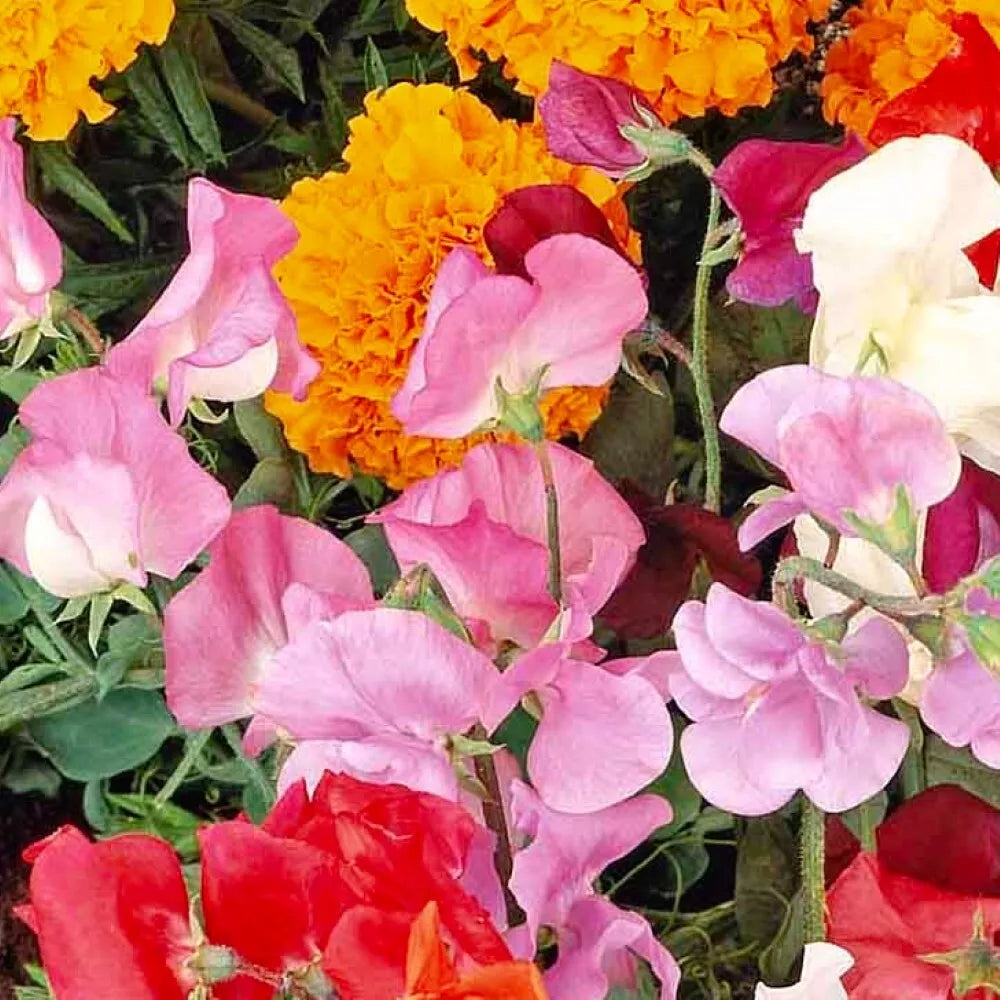 Knee High Sweet Pea Seeds | NON-GMO Heirloom | Lathyrus odoratus