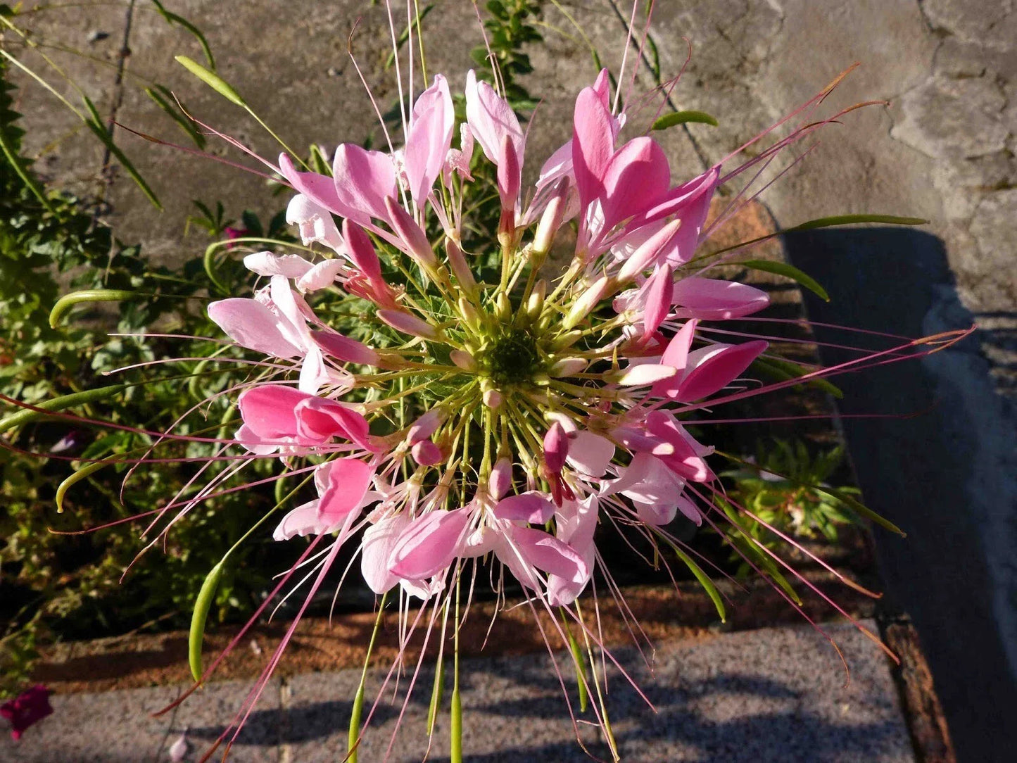 Taffy Pink Spider Seeds 100 Pack - Clome Spinosa Perennial - US Seller - Bee Friendly