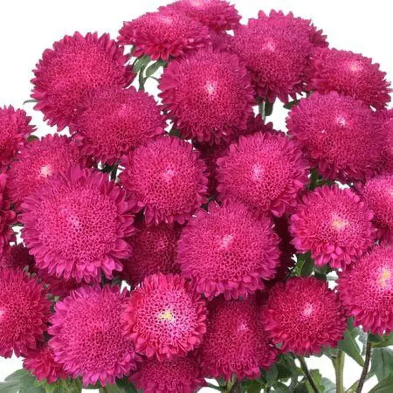Bonita Rose Aster Seeds - 30 Pack - Aster novae-angliae - USA Grown