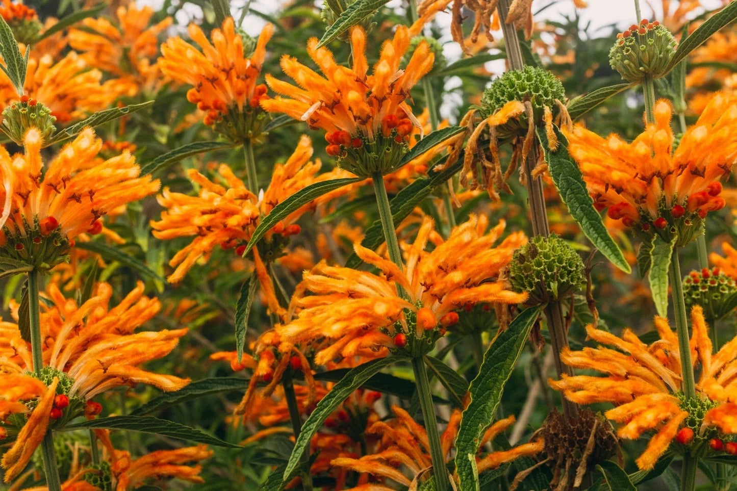 Lion's Tail Seeds 100 Pack - Leonotis leonurus - Bright Orange Tubular Flowers - Drought Tolerant, Full Sun, Pollinator Attractant
