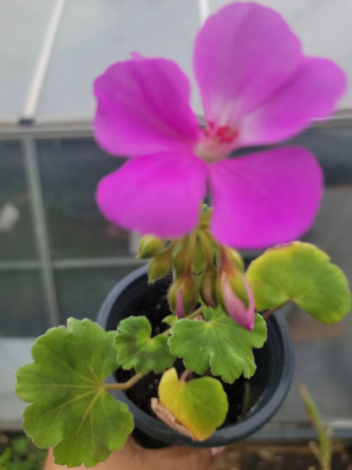 Geranium Patriot Lavender Blue Live Plant Plugs 1" Pelargonium x hortorum