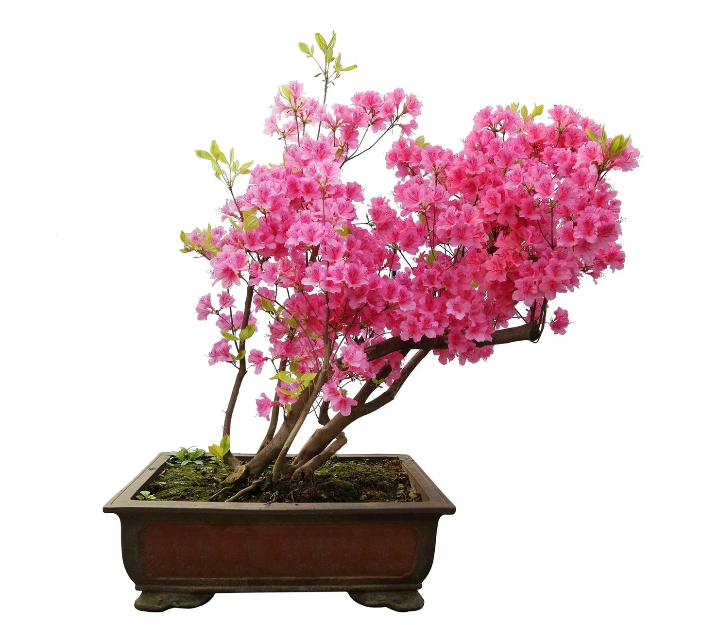 Pink Azalea Bonsai Tree Seeds - Rhododendron obtusum, 30 Seeds for Indoor & Outdoor Gardening