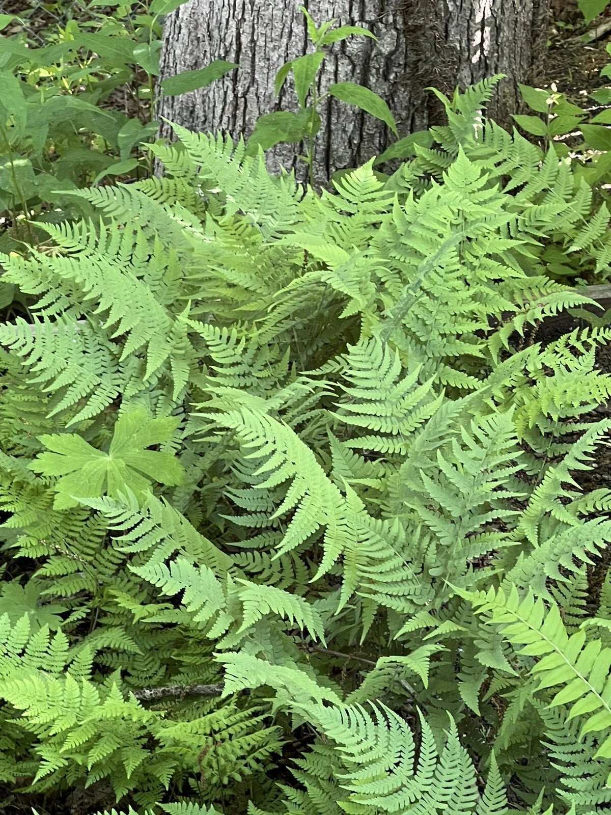 Leatherwood Fern 3-Pack Bare Root Native Woodland Ferns for Gardens & Landscaping Gleichenia dicarpa